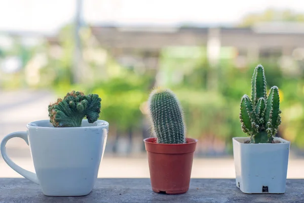 Pot with cactus cactus in the morning — Stock Photo, Image
