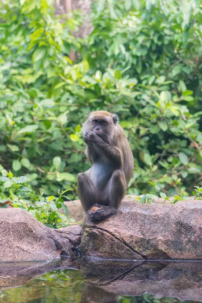 Apan och hennes lilla bebis i national park, krabbätande makaker — Stockfoto