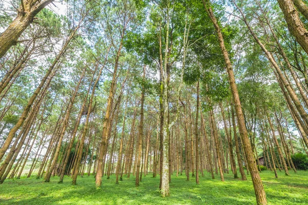 Bir çam ormanı içinde uzun boylu yaşlı ağaçların gövdeleri — Stok fotoğraf