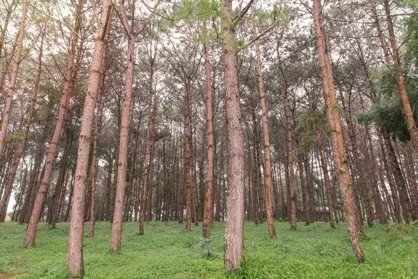 소나무 숲에 크고 오래 된 나무의 줄기 — 스톡 사진