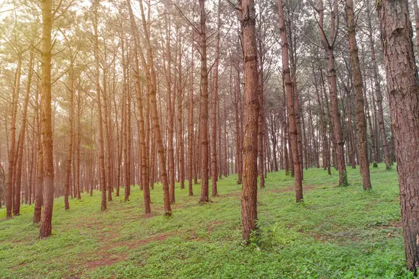 Troncos de árboles altos y viejos en un bosque de pinos —  Fotos de Stock