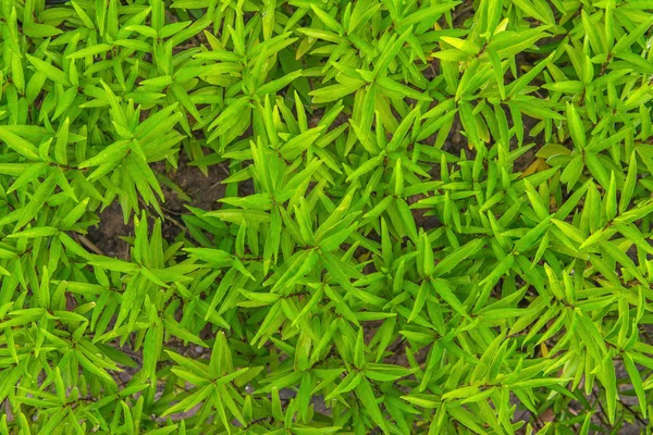 Hoja verde en la granja agrícola para el fondo —  Fotos de Stock