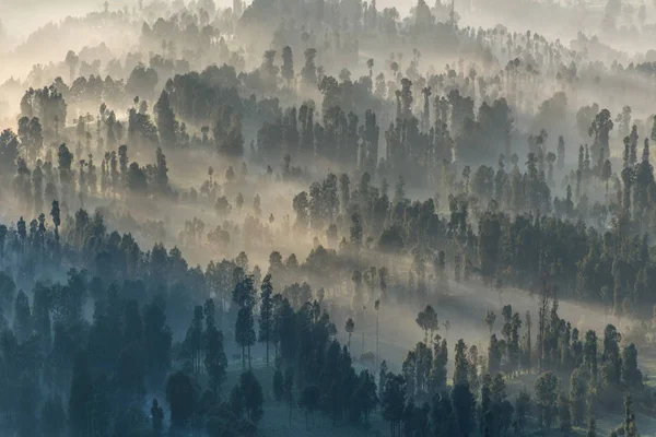 A sun fény Bromo Tengger Semeru National fenyvesekben — Stock Fotó