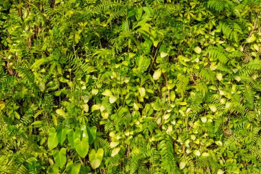 arka plan için Tarım çiftliği yaprak yeşil