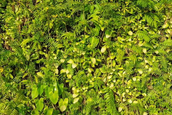 배경에 대 한 농업 농장에서 녹색 잎 — 스톡 사진