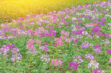 Cleome çiçek (Cleome hassleriana) veya örümcek çiçek güzel