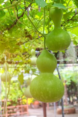Kış kavun Bahçe veya balmumu kabak, Chalkumra SK içinde asılı