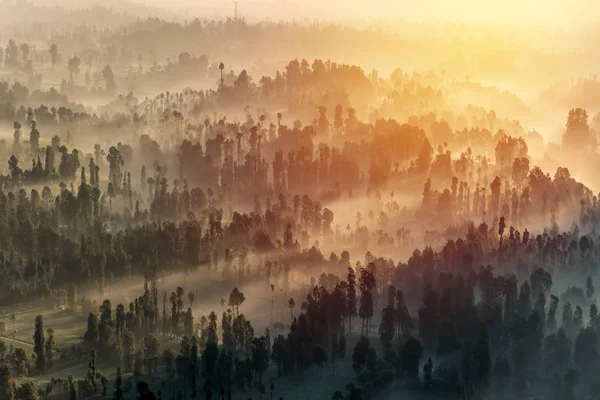 Bosque de coníferas con haz de sol en Bromo Tengger Semeru National —  Fotos de Stock