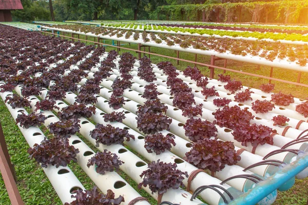 Organic hydroponic vegetable in the cultivation farm — Stock Photo, Image