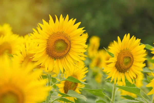 Bella di girasole che fiorisce nel giardino dei girasoli — Foto Stock