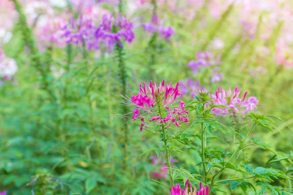 Cleome kwiat (Cleome hassleriana) lub kwiat pająka w piękne — Zdjęcie stockowe