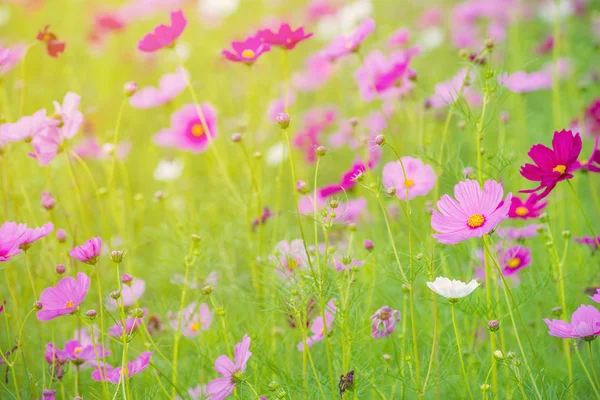 Güzel bahçedeki kozmos renkli çiçek. — Stok fotoğraf
