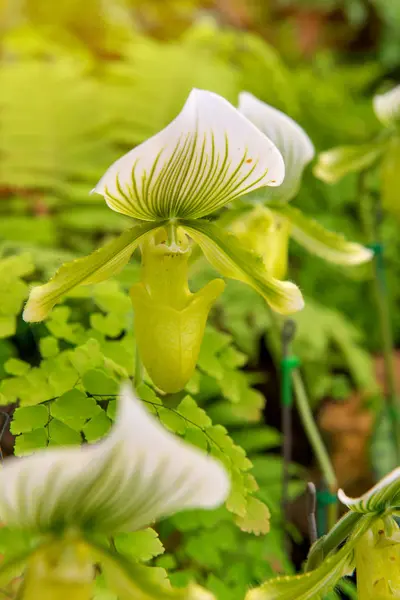 Kolorowe obuwik Orchidea w pięknym ogrodzie (Paphioped — Zdjęcie stockowe