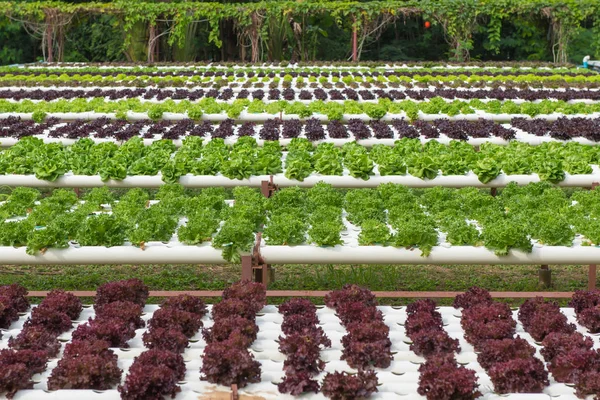 Hortaliça hidropônica orgânica na fazenda de cultivo — Fotografia de Stock