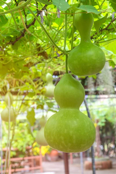 Hängende Wintermelone im Garten oder Wachskürbis, Chalkumra in fa — Stockfoto