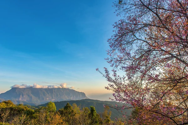 डोई लुआंग चियांग येथे सूर्योदय सह डोंगराच्या शीर्षस्थानी गुलाबी चेरी — स्टॉक फोटो, इमेज