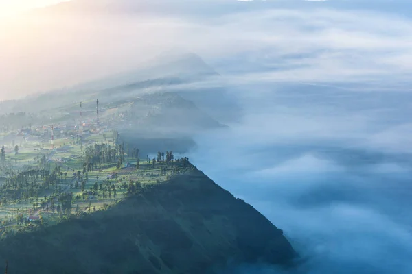 Bosque de coníferas con haz de sol en Bromo Tengger Semeru National —  Fotos de Stock