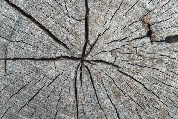 Backgro の木の切り株と伐採森林伐採 — ストック写真