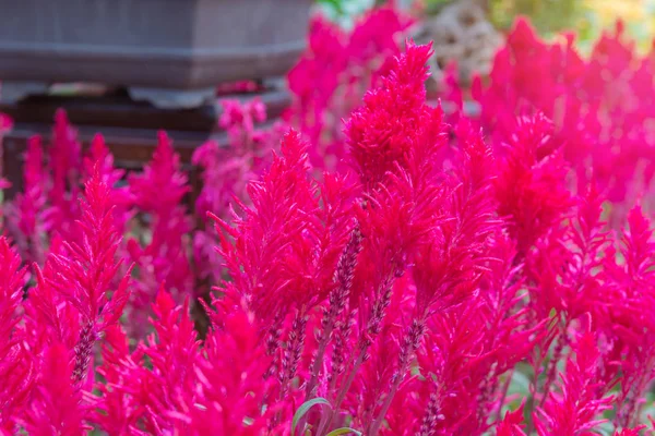 Plumed cockscomb blossom o Celosia argentea en hermoso jardín —  Fotos de Stock