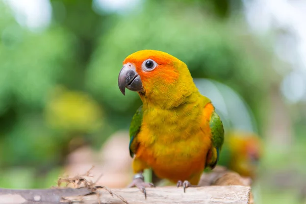 Lovebird lub papuga stojący na drzewie w parku, Agapornis fischeri — Zdjęcie stockowe