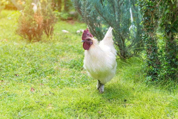 White hen on green grass in the garden — Stock Photo, Image