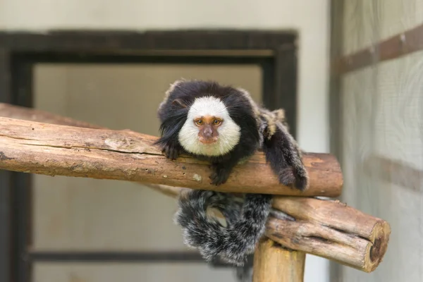 Geoffroy 's Marmoset Monkey sentado em uma árvore no zoológico — Fotografia de Stock