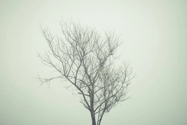 Suszony drzewa w zimie w tajemniczym lesie z widokiem na fo — Zdjęcie stockowe