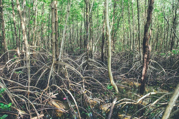 Mangrovenbäume und Wurzeln Natur in Kung Krabaen Bay Thailand — Stockfoto