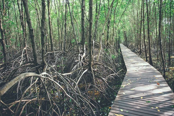 Mangrove arbres et racines nature à Kung Krabaen Bay Thaïlande — Photo