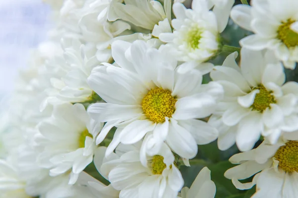 Красиві квіти декоративні або квіткові для фону — стокове фото