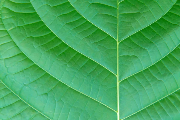 Texture of leaf abstract nature for background — Stock Photo, Image