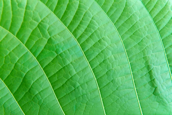 葉の背景の抽象的な性質のテクスチャ — ストック写真
