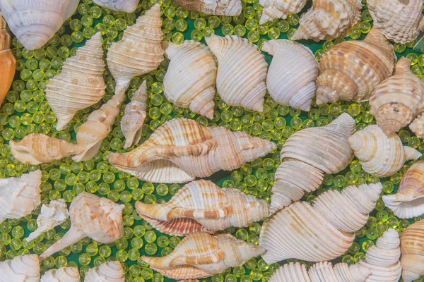 Set di conchiglie varie su sfondo verde . — Foto Stock