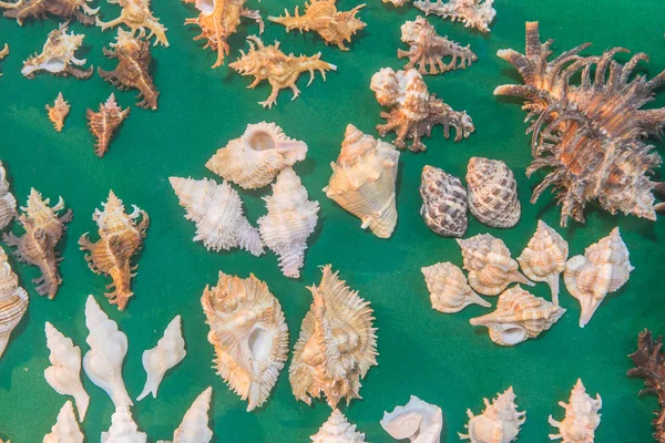 Jogo de várias conchas do mar no contexto verde. vista superior — Fotografia de Stock