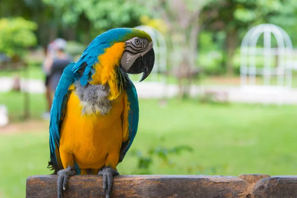 Macaw Papagaio de pé na árvore no parque — Fotografia de Stock