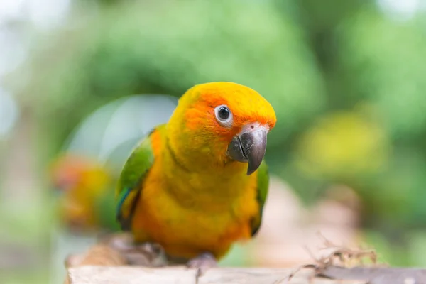Uccello o pappagallo in piedi su un albero nel parco, Agapornis fischeri — Foto Stock