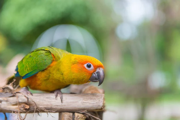 Lovebird or Parrot standing on tree in park, Agapornis fischeri — Stock Photo, Image