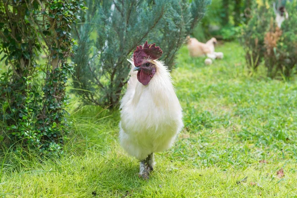 White hen on green grass in the garden — Stock Photo, Image