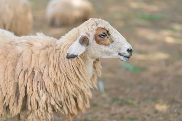 Słodkie długie owce wełna w gospodarstwie — Zdjęcie stockowe