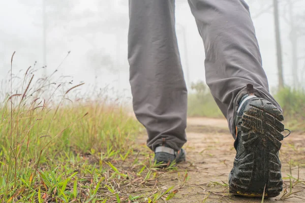 Man hiking walking follow trail path on pine tree forest in the — Stock Photo, Image