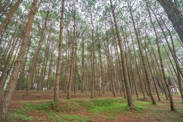 Trunks of tall old trees in a pine forest — Stock Photo, Image