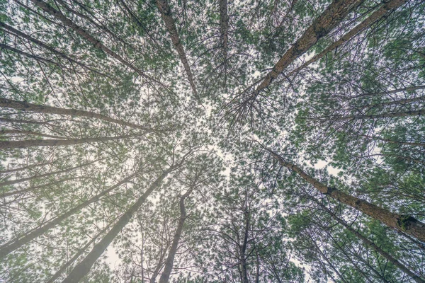 Нижний вид стволов деревьев в сосновом лесу — стоковое фото