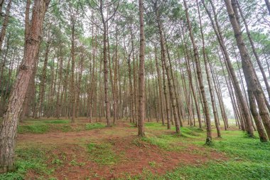 bir çam ormanı içinde uzun boylu yaşlı ağaçların gövdeleri