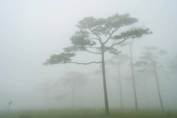 Paisaje bosque de pinos en la niebla en Phu Soi Dao nacional p —  Fotos de Stock