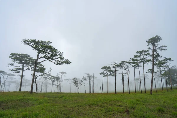 Пейзаж сосновый лес в тумане на Фу Сой Дао национального р — стоковое фото