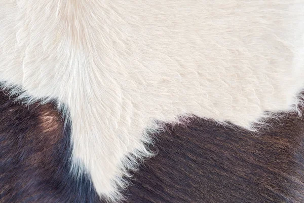 Kahverengi inek ya da siyah sığır derisi gerçek kürk arka planı — Stok fotoğraf