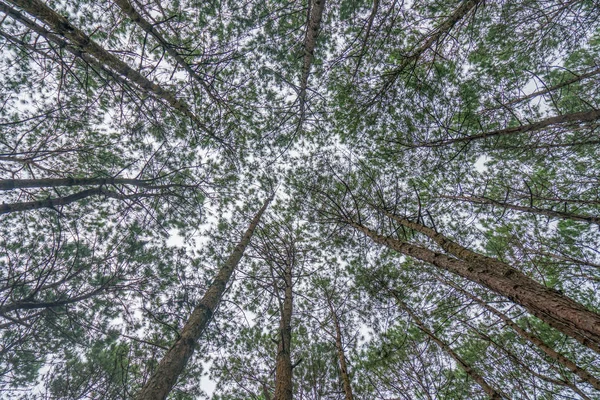 松树林中的树树干底部视图 — 图库照片