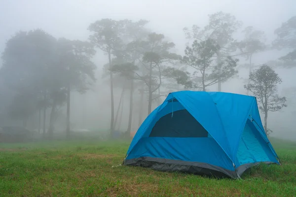 Tent camping in mist and fog at pine tree forest. travel, vacati — Stockfoto