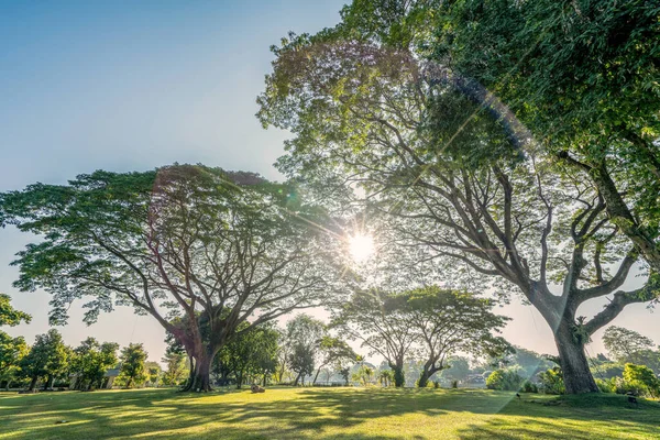 Bos grote boom met zonlicht in openbaar park — Stockfoto