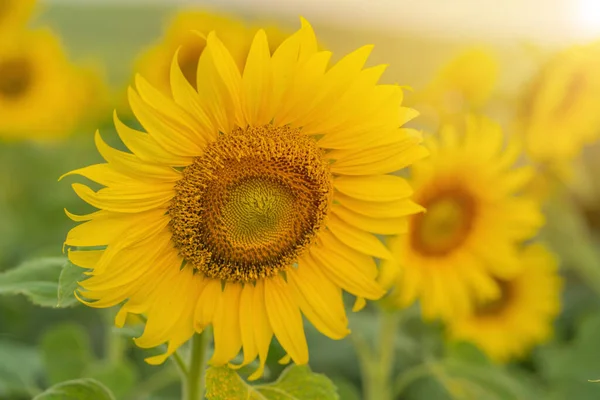 Campo di girasole che fiorisce nel giardino dei girasoli — Foto Stock